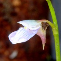 Utricularia uliginosa Vahl